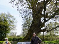 100 Guinea Oak Tree at The Vyne