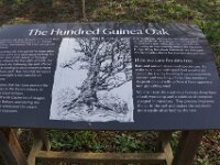 100 Guinea Oak Tree at The Vyne 2
