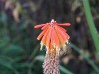 Very South African flower at Barrington Court