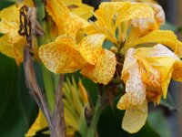 Flowers at Barrington Court