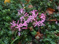 Some flowers at Montacute House in Somerset